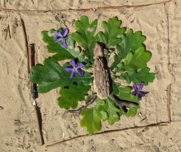 Ein aus Blättern und anderen Naturmaterialien gelegtes Bild