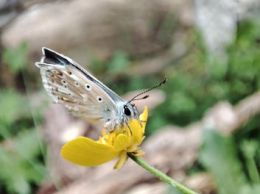 Schmetterling (Art: Kleiner Bläuling) auf einer gelben Blüte beim Nektarsammeln.